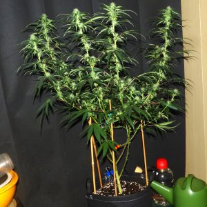 K clone 7-4-22 F25.JPG