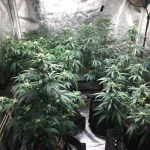 Clone tent 7-4-22 F25.jpg