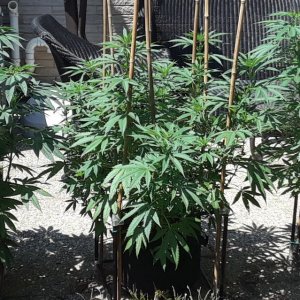 Space Grow 04 July 2022 .jpg