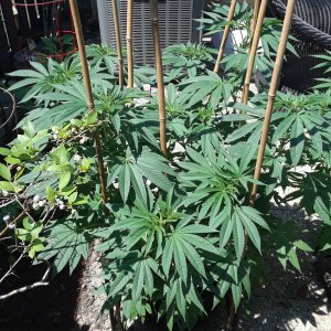 Space Grow 04 July 2022 Donatra.jpg