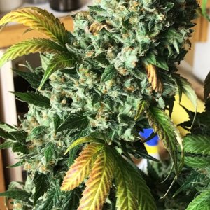 GA cl bud 7-5-22 F66.JPG