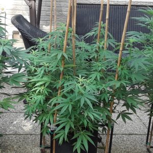 Space Grow 06 July 2022.jpg