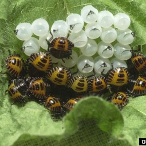 Brown_marmorated_stink_bug_eggs_hatched.jpg