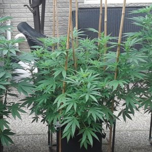 Space Grow 08 July 2022 .jpg