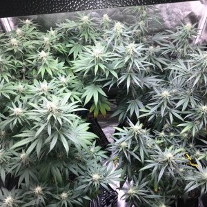 Clones 7-10-22 F29.jpg