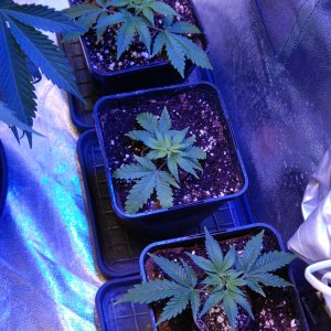 chunky-skunk-clones-10-days-coco.JPG