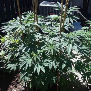 Space Grow 10 July 2022 Donatra.jpg