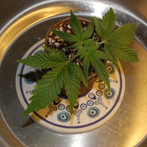 10-day clone-coco-perlite.JPG