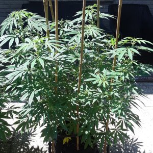 Space Grow 10 July 2022 Ebony.jpg