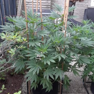 Space Grow 11 July 2022 Donatra.jpg