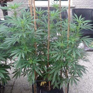 Space Grow 11 July 2022 Ebony.jpg