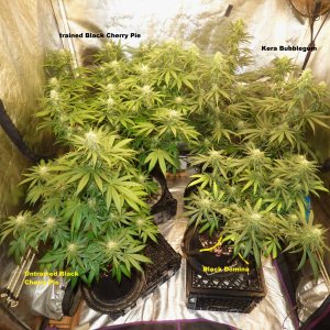 Clones 7-12-22 F33 labels.jpg