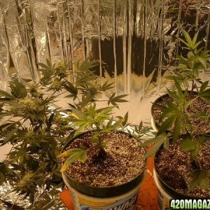 Pictures of Beata week 5, and 3 new clones