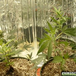 Pictures of Beata week 5, and 3 new clones