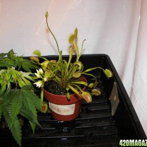 Flowering venus flytrap