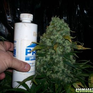 big_bud