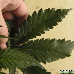 K2 Special Large Sawtooth Leaf Shape