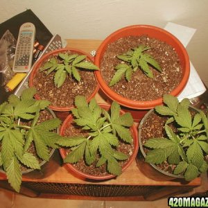 My first cultivation when I was 17