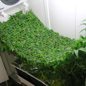 scrog