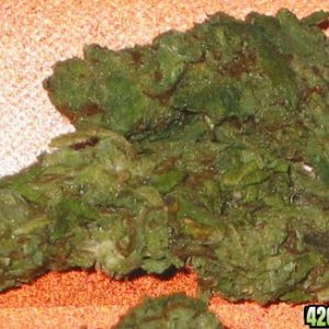 Bud 1