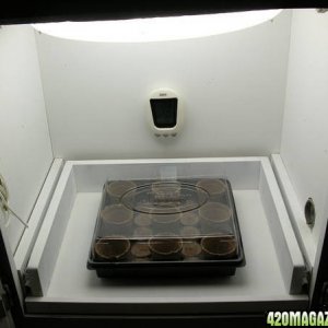 Germination Box