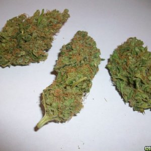 Freeze dried bud