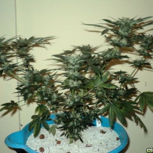 BLZ from Seedism Seeds 35 days 12/12