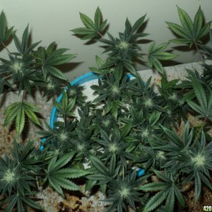 BLZ From Seedism Seeds 35 days 12/12