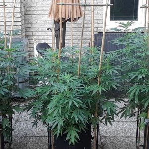 Space Grow 12 July 2022.jpg