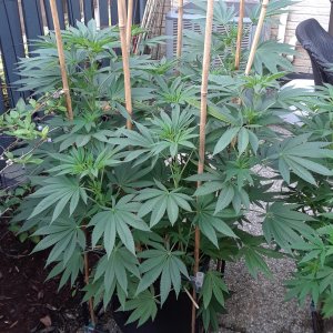 Space Grow 12 July 2022 Donatra.jpg