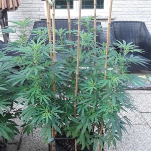 Space Grow 12 July 2022 Ebony.jpg