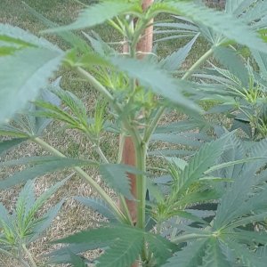 Space Grow 12 July 2022 Ebony shoot.jpg