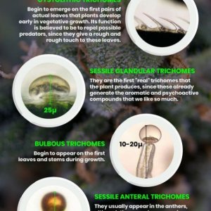 types-and-function-of-marijuana-trichomes.jpg