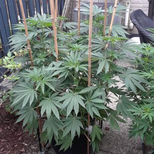 Space Grow 13 July 2022 Donatra.jpg