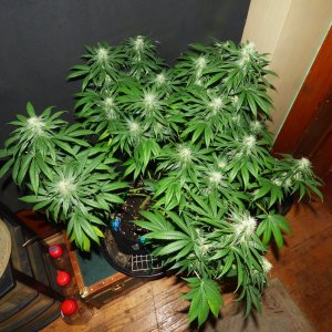 trained Blk Cherry cl 7-14-22 F35.JPG