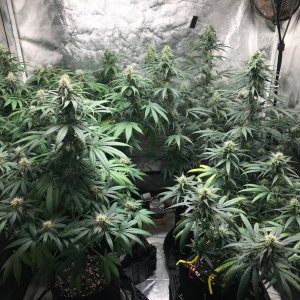 Clone tent 7-14-22 F35.jpg