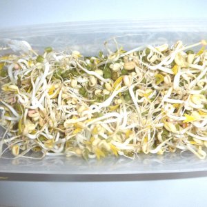 Bean Sprouts.jpg