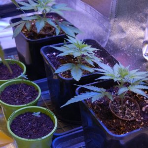 nepali-seedlings-chunky-skunk-clones.JPG