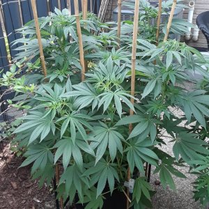 Space Grow 15 July 2022 Donatra.jpg