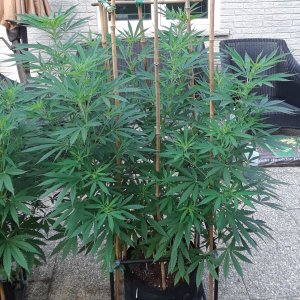 Space Grow 17 July 2022 Ebony.jpg