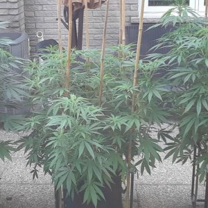 Space Grow 15 July 2022.jpg