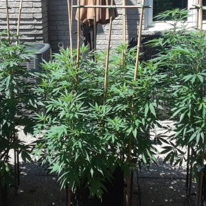 Space Grow 19 July 2022.jpg