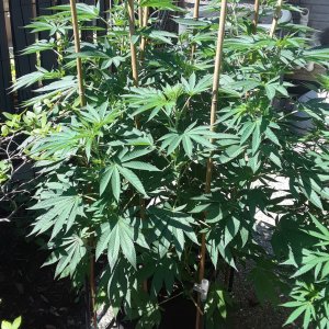 Space Grow 19 July 2022 Donatra.jpg