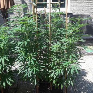 Space Grow 19 July 2022 Ebony.jpg