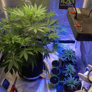 seedlings-clones-chunky-skunk.JPG