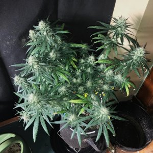 B Dom clone 7-20-22 F41.jpg