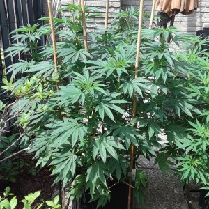 Space Grow 20 July 2022 Donatra.jpg