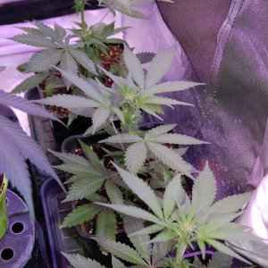 clones-frass-4weeks-ish.JPG