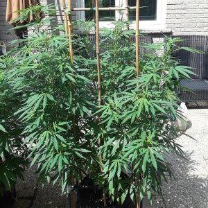 Space Grow 21 July 2022 Ebony.jpg