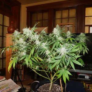 Trained B Cherry Clone 7-22-22 F43 - Copy.JPG